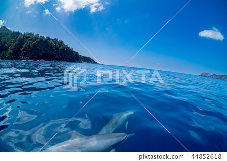 一群錠床工人在小笠原海中游泳 一群錠床工人在小笠原海中游泳 44852618