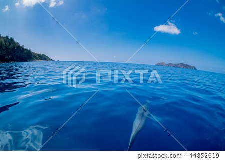 一群錠床工人在小笠原海中游泳 44852619