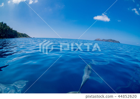 A flock of spinner dolphins swimming in the Ogasawara Sea 44852620