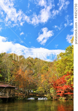 Hokkaido Clear blue sky and clear leaves of autumn leaves 44852730