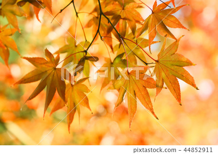 Okutama湖秋葉 44852911