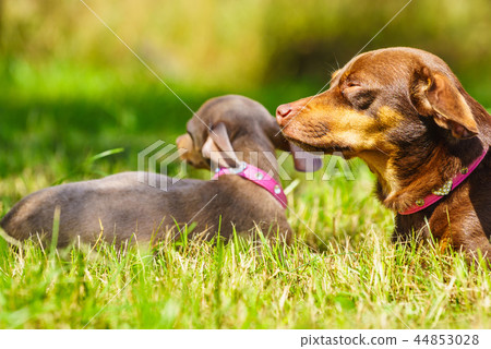 Little dogs playing outside 44853028