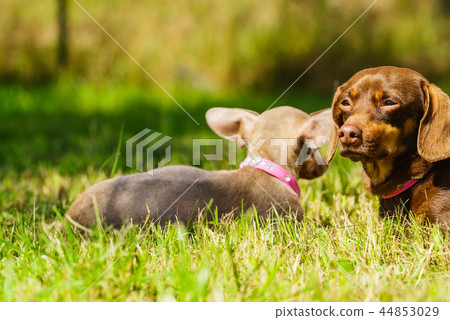 Little dogs playing outside 44853029