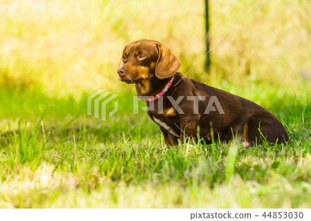 Little dog playing outside 44853030
