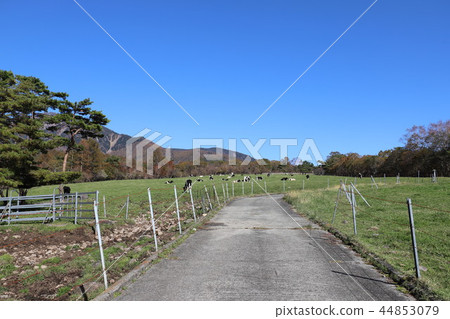 Makiba Park 44853079