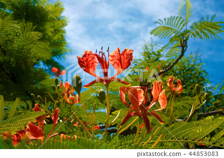 Hoogoku flowers 44853083