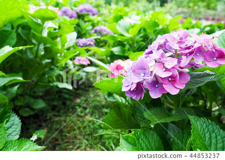 hydrangea hydrangea 44853237