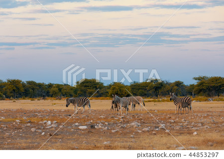 Zebra in bush, Namibia Africa wildlife Zebra in bush, Namibia Africa wildlife 44853297