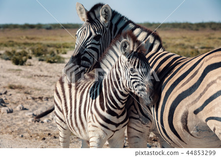 Zebra in bush, Namibia Africa wildlife 44853299