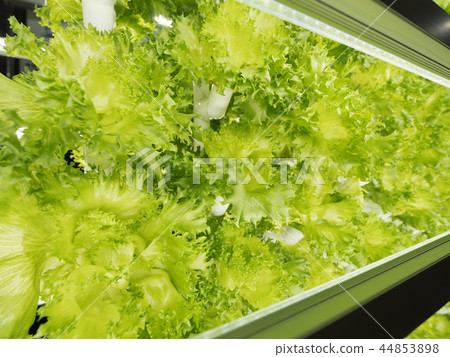 Hydroponic culture of lettuce 44853898