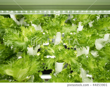 萵苣的水培 44853901