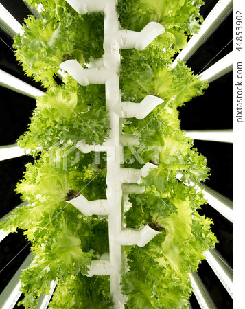 萵苣的水培 44853902