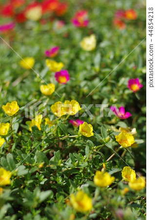 Porchula花 44854218