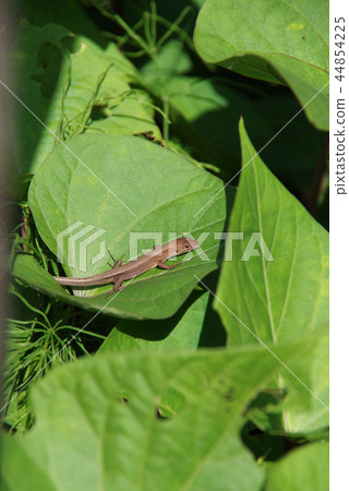 A lizard 44854225