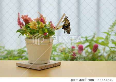 Just after emergence (Saturday, July 27) Just after emergence (Saturday, July 27) 44854240