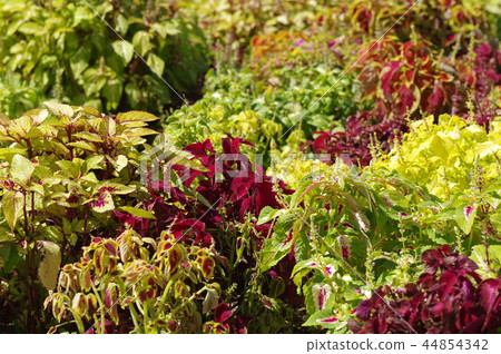 Coleus Garden 44854342