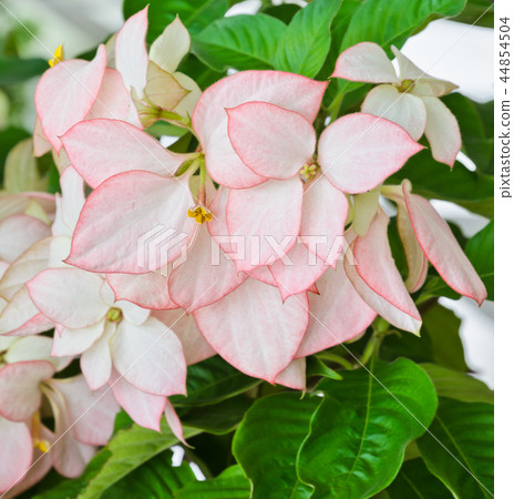 Mussaenda flower Mussaenda flower 44854504