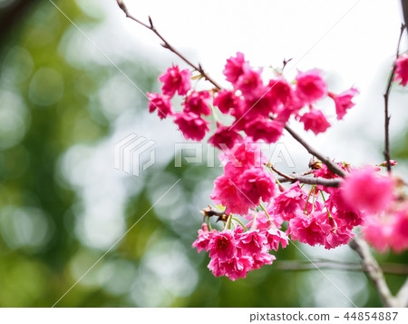 櫻花·盛開 櫻花·盛開 44854887