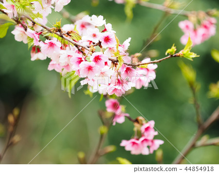 櫻花·盛開 櫻花·盛開 44854918