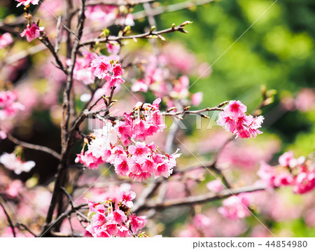 櫻花·盛開 櫻花·盛開 44854980
