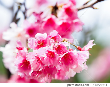 櫻花·盛開 櫻花·盛開 44854981