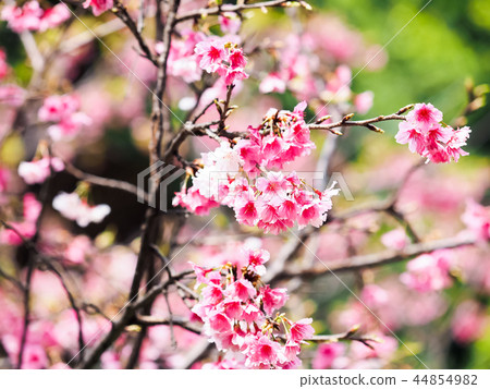 櫻花·盛開 櫻花·盛開 44854982