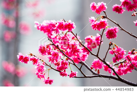 櫻花·盛開 櫻花·盛開 44854983