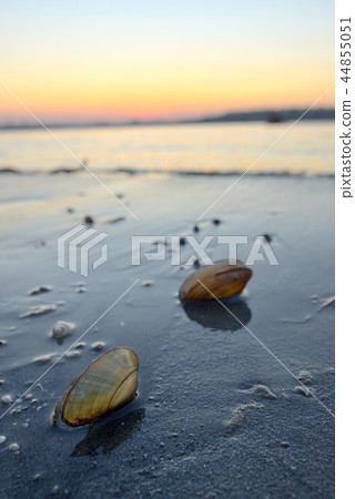 Open mussel shells on sand 44855051
