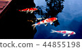 The koi carp swimming on the black pond 44855198