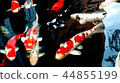 The koi carp swimming on the black pond 44855199