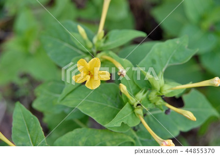 Oshiribana花 Oshiribana花 44855370