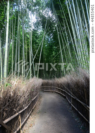 Kyoto Hino Takebayashi Road-24 Kyoto Hino Takebayashi Road-24 44855401