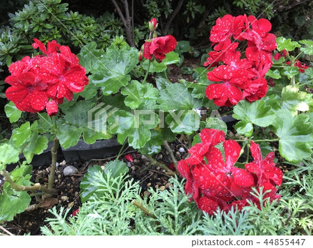 Red flower	 44855447