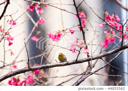 櫻花·盛開 櫻花·盛開 44855562