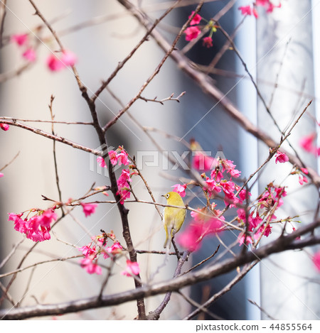 櫻花·盛開 櫻花·盛開 44855564