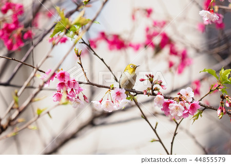櫻花·盛開 櫻花·盛開 44855579