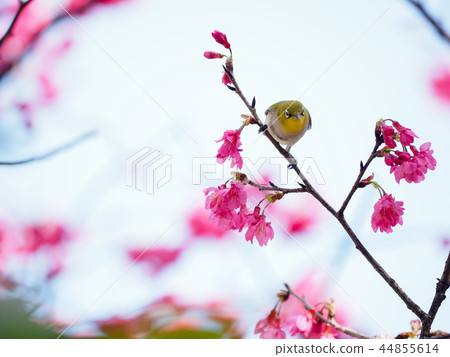 櫻花·盛開 櫻花·盛開 44855614