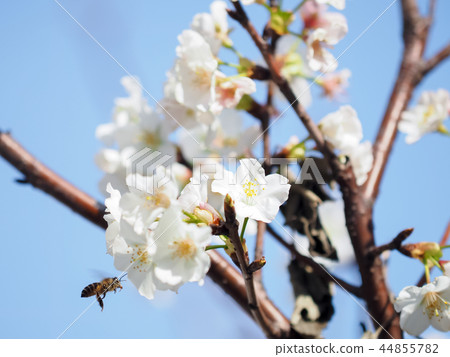 櫻花·盛開 櫻花·盛開 44855782