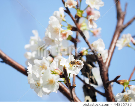 櫻花·盛開 櫻花·盛開 44855783