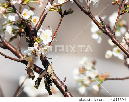 櫻花·盛開 櫻花·盛開 44855894