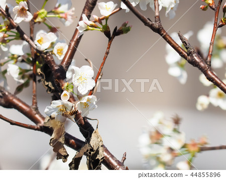 櫻花·盛開 櫻花·盛開 44855896