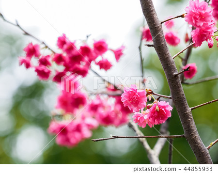 櫻花·盛開 櫻花·盛開 44855933