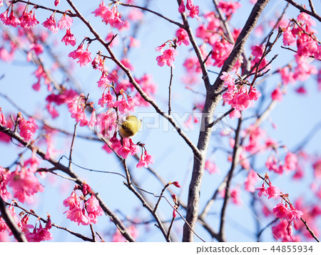 櫻花·盛開 櫻花·盛開 44855934