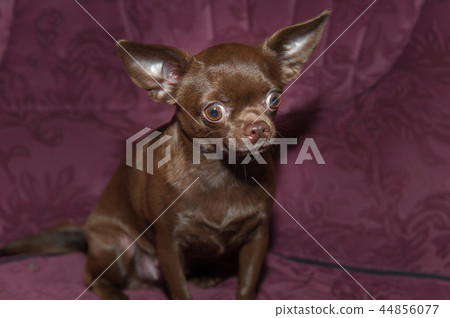 Funny chihuahua puppy on the sofa Funny chihuahua puppy on the sofa 44856077