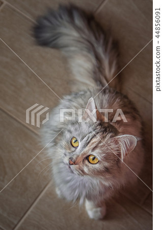 cat sitting on wooden floor cat sitting on wooden floor 44856091