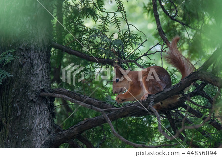 red squirrel sitting on a tree branch and eat nut red squirrel sitting on a tree branch and eat nut 44856094