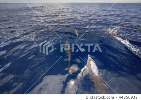 小笠原媳婦島群南部的海豚和旋轉海豚 44856932