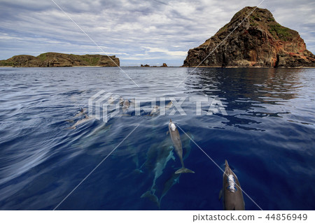小笠原女兒島 44856949