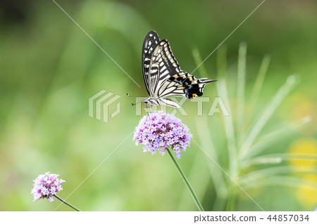 Swallowtail 44857034