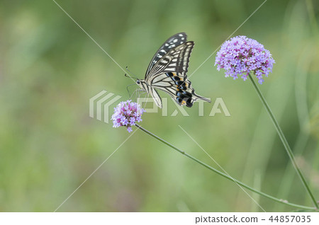 Swallowtail 44857035